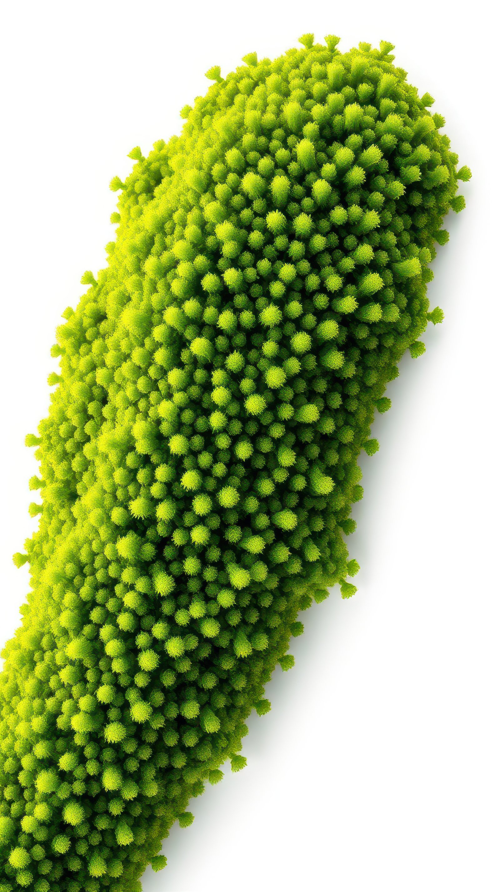 Colorful moss-like texture on a surface creates a vibrant and lively visual impression in natural light